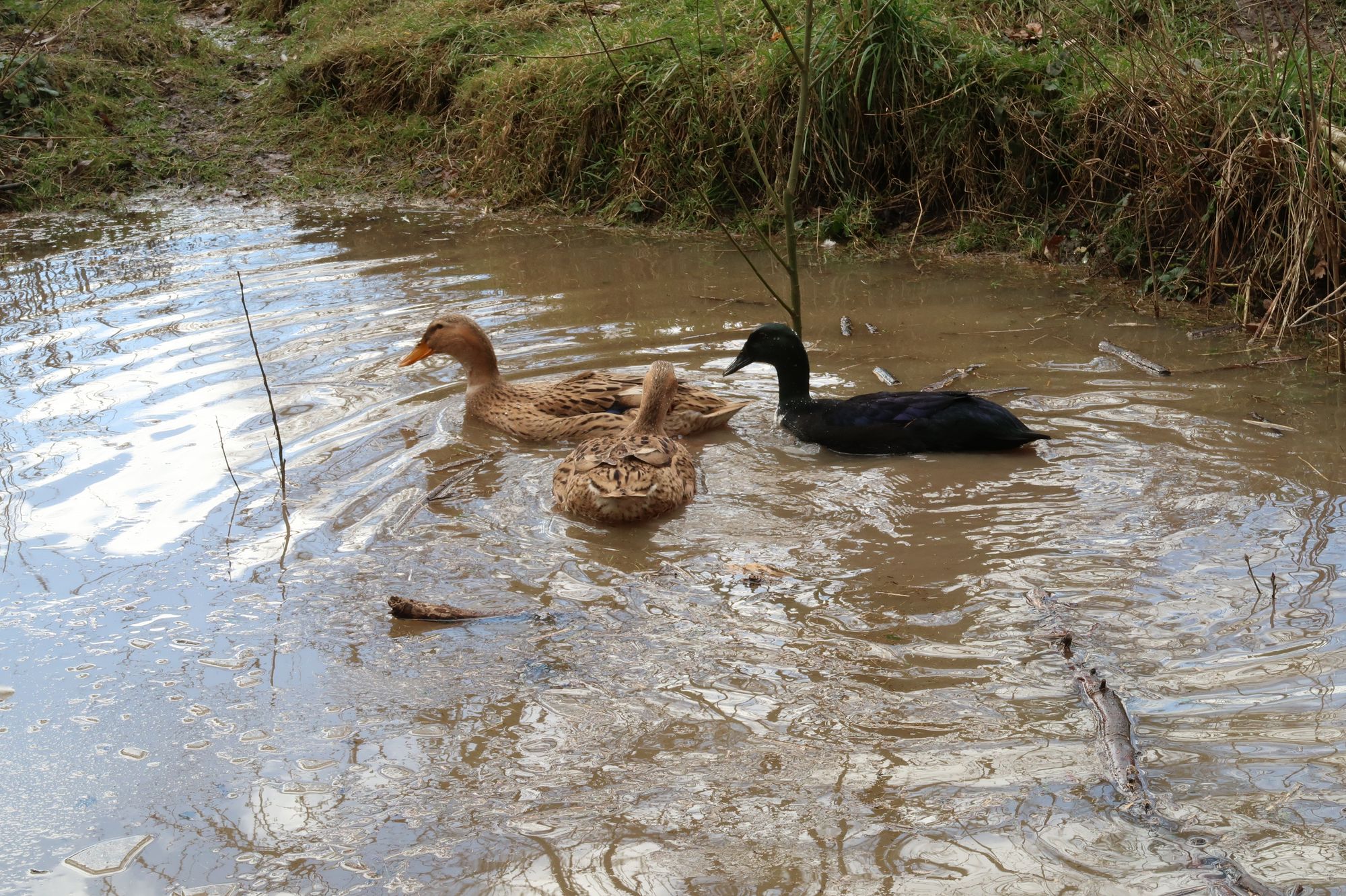 Die beiden hellen sind das doppelte Lottchen (Lotte & Luise) und die schwarze heißt Thekla                                                         und die schwarze heißt Thekla                                                                                                  